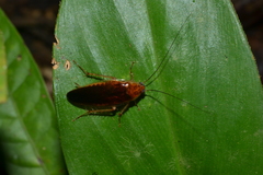 Hemithyrsocera silbergliedi