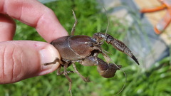 Fallicambarus houstonensis