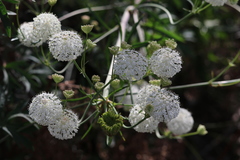Trachymene composita composita