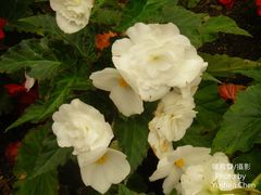 Begonia × tuberhybrida