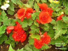 Begonia × tuberhybrida
