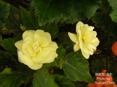 Begonia × tuberhybrida
