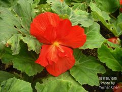 Begonia × tuberhybrida