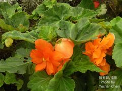Begonia × tuberhybrida