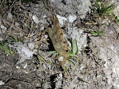 Geograpsus crinipes