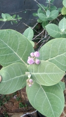 Calotropis procera