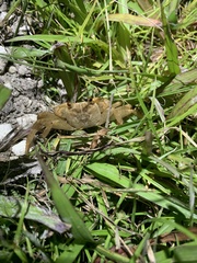 Geograpsus crinipes