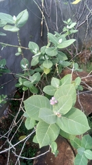 Calotropis procera
