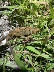 Geograpsus crinipes