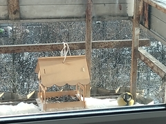 Parus major