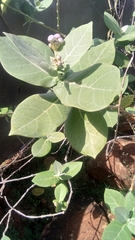 Calotropis procera