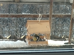 Parus major