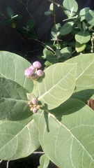 Calotropis procera