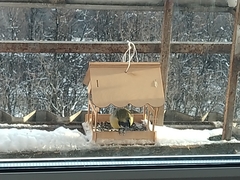 Parus major