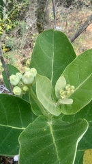 Calotropis gigantea