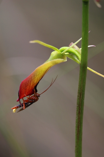 Orchid Dupe Wasp