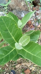 Calotropis gigantea
