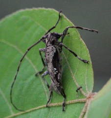 Oreodera bituberculata