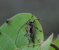 Oreodera bituberculata