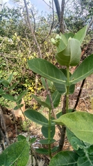 Calotropis gigantea