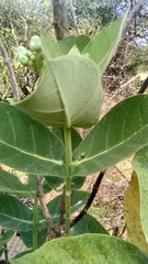 Calotropis gigantea