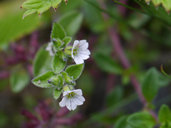 Acanthophyllum cerastioides