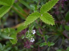 Acanthophyllum cerastioides