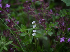 Acanthophyllum cerastioides