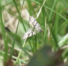 Chrysolarentia rhynchota