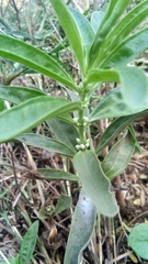 Myoporum insulare