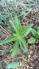 Myoporum insulare
