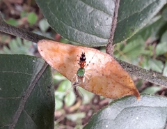 Cosmophasis valerieae