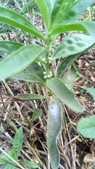 Myoporum insulare
