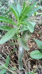 Myoporum insulare