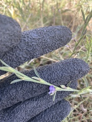 Psoralea alata