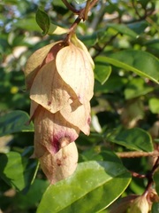 Gmelina philippensis