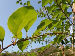 Gmelina philippensis