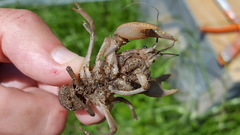 Fallicambarus houstonensis