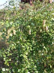 Gmelina philippensis