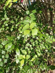 Gmelina philippensis