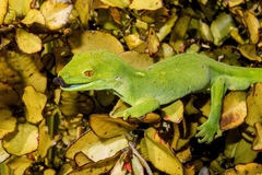 Naultinus punctatus