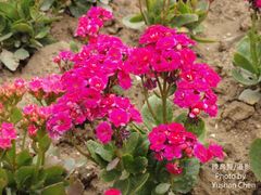 Begonia × hiemalis