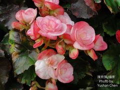 Begonia × hiemalis