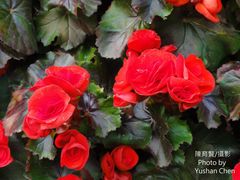 Begonia × hiemalis