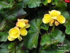 Begonia × hiemalis