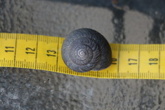 Pommerhelix mastersi