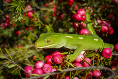 Naultinus flavirictus