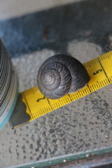 Pommerhelix mastersi