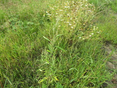 Atriplex patens