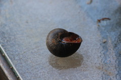 Pommerhelix mastersi